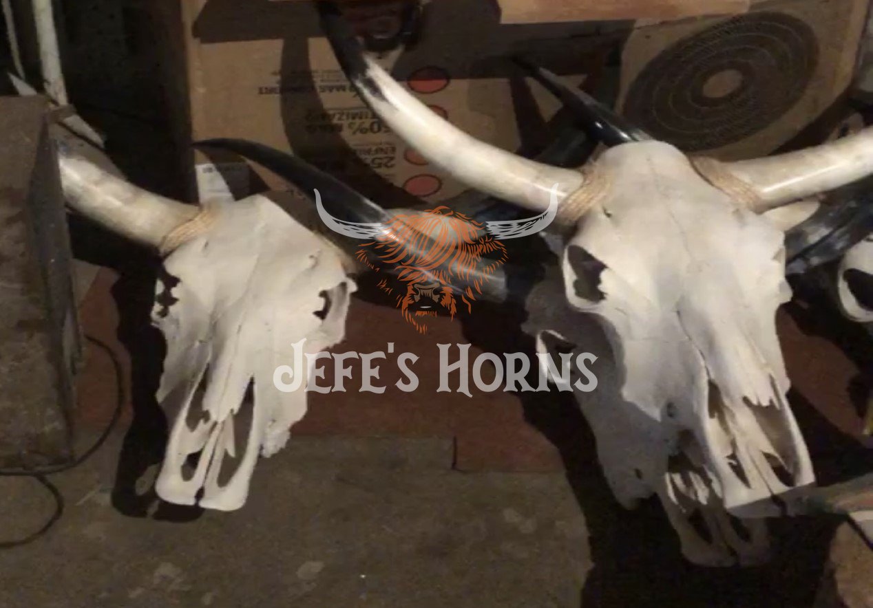 Jefe's Skull “Calavera Sencilla” - Custom Polished Steer Bull Longhorn Mounted Taxidermy - South West Tex-Mex Art - Cowboy Country Rustic Ranch Decor