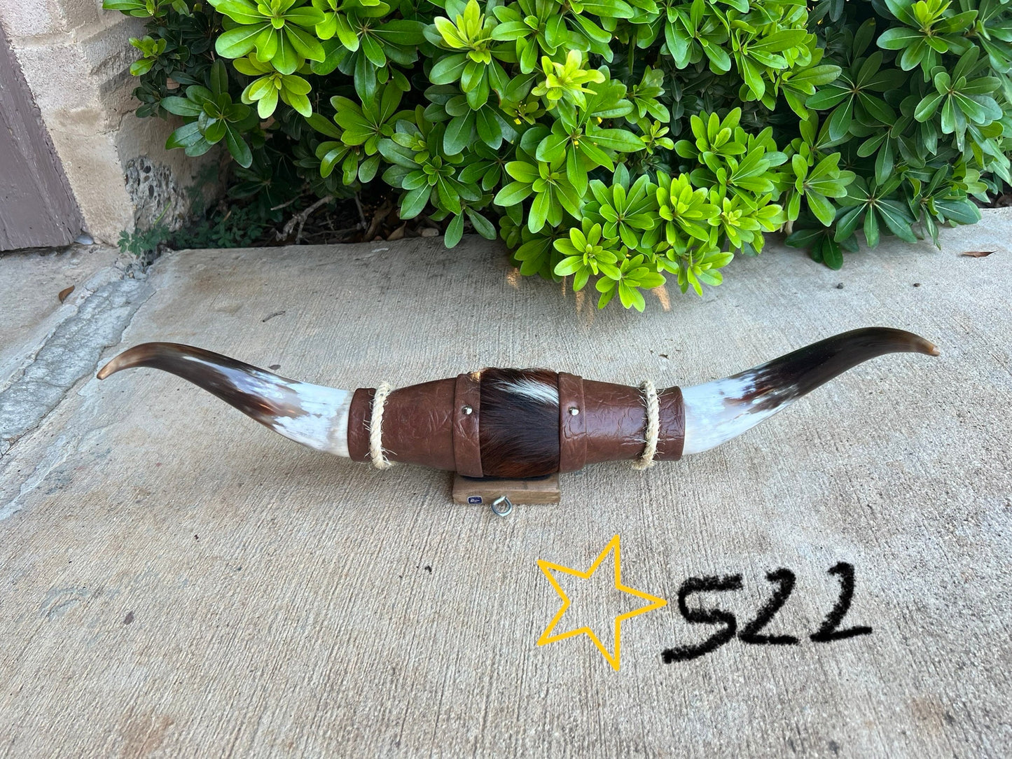 Jefe's SPECIAL #522: Large "Doble" - 21" - Brindle Black & Mocha w/ Brown Tip Horns - Polished Mount Longhorn Steer Bull Cowboy Art Decor