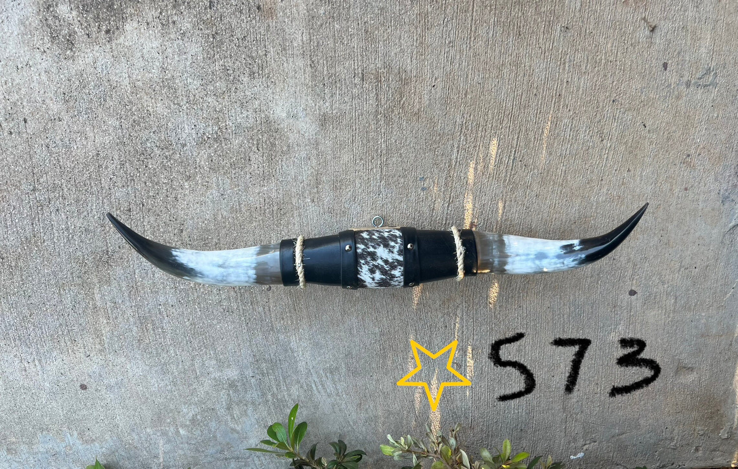 Jefe's SPECIAL #573: Large "Doble" - 24" - Dalmatian - Spotted Black & White Tip Horns - Polished Mount Longhorn Steer Bull Cowboy Art Decor