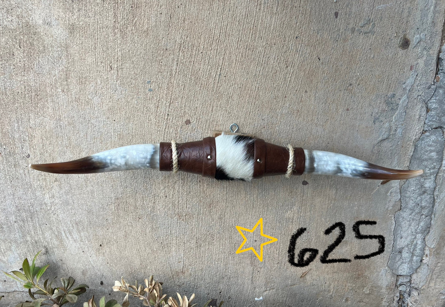 Jefe's SPECIAL #625: Large "Doble" - 22" - Tricolor Mocha w/ Marbled White Horns - Polished Mount Longhorn Steer Bull Cowboy Art Decor