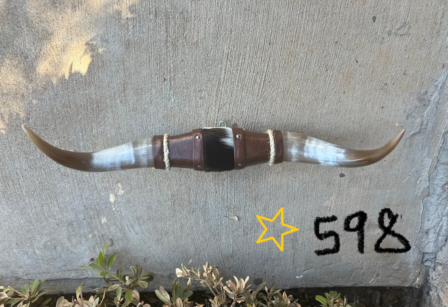 Jefe's SPECIAL #598: Large "Doble" - 22" - Mocha & White w/ Marbled Tan Horns - Polished Mount Longhorn Steer Bull Cowboy Art Decor