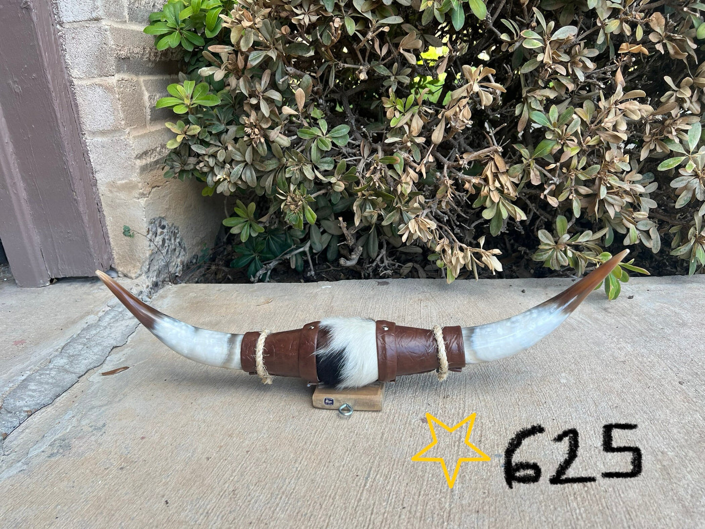 Jefe's SPECIAL #625: Large "Doble" - 22" - Tricolor Mocha w/ Marbled White Horns - Polished Mount Longhorn Steer Bull Cowboy Art Decor