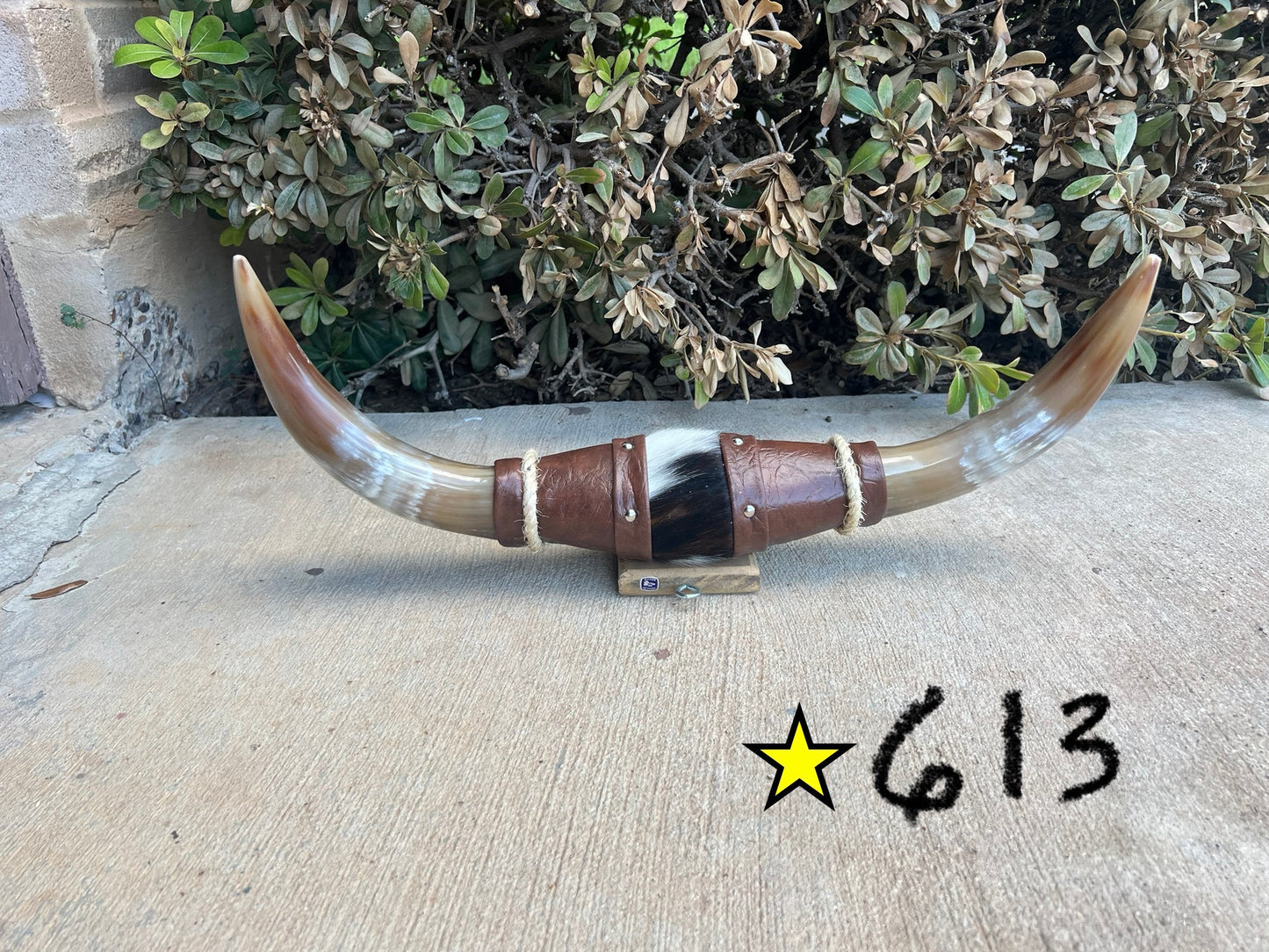 Jefe's SPECIAL #613: Medium "Sencillo" - 20" - Tri-Color w/ Marbled Tan Horns - Polished Mount Longhorn Steer Bull Cowboy Art Decor