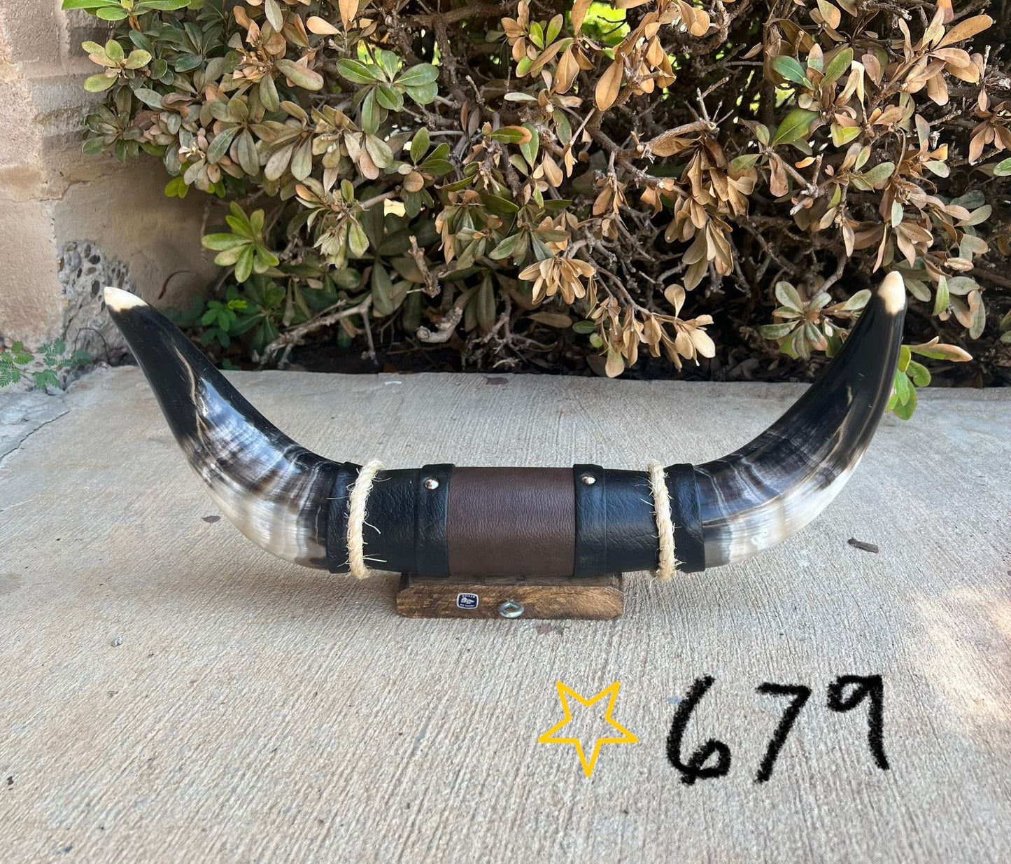 Jefe's SPECIAL #679: Medium "Sencillo" - 15" - Mocha & Black w/ Marbled Black Horns - Polished Mount Longhorn Steer Bull Cowboy Art Decor