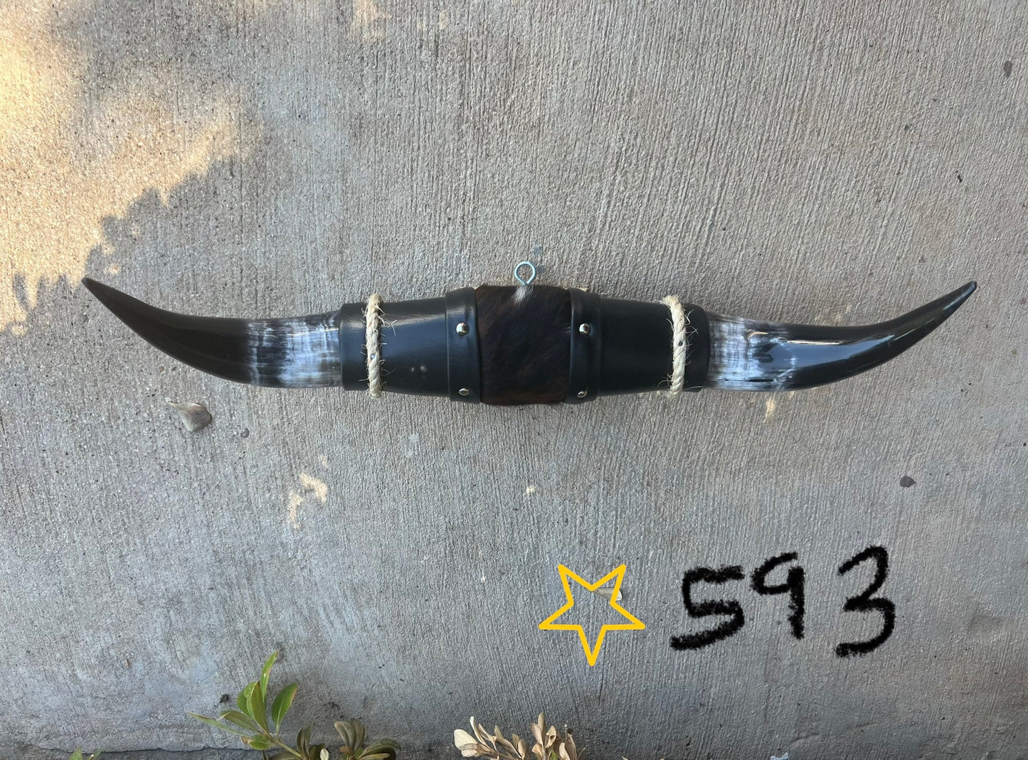 Jefe's SPECIAL #593: Medium "Sencillo" - 19" - Black w/ Marbled White Black Tip Horns - Polished Mount Longhorn Steer Bull Cowboy Art Decor