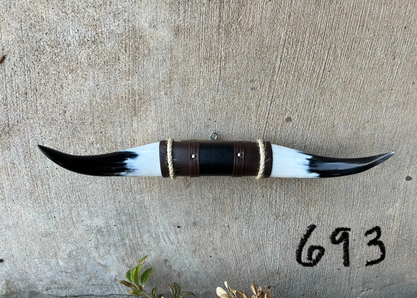 Jefe's SPECIAL #693: Medium "Sencillo" - 19" - Mocha & Black w/ White Black Tip Horns - Polished Mount Longhorn Steer Bull Cowboy Art Decor